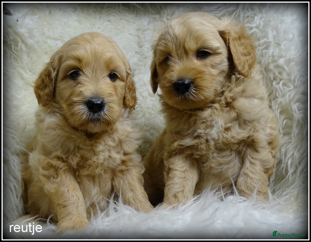 Labradoodle honden te koop: Labradoodle medium pups - Advertentie 5