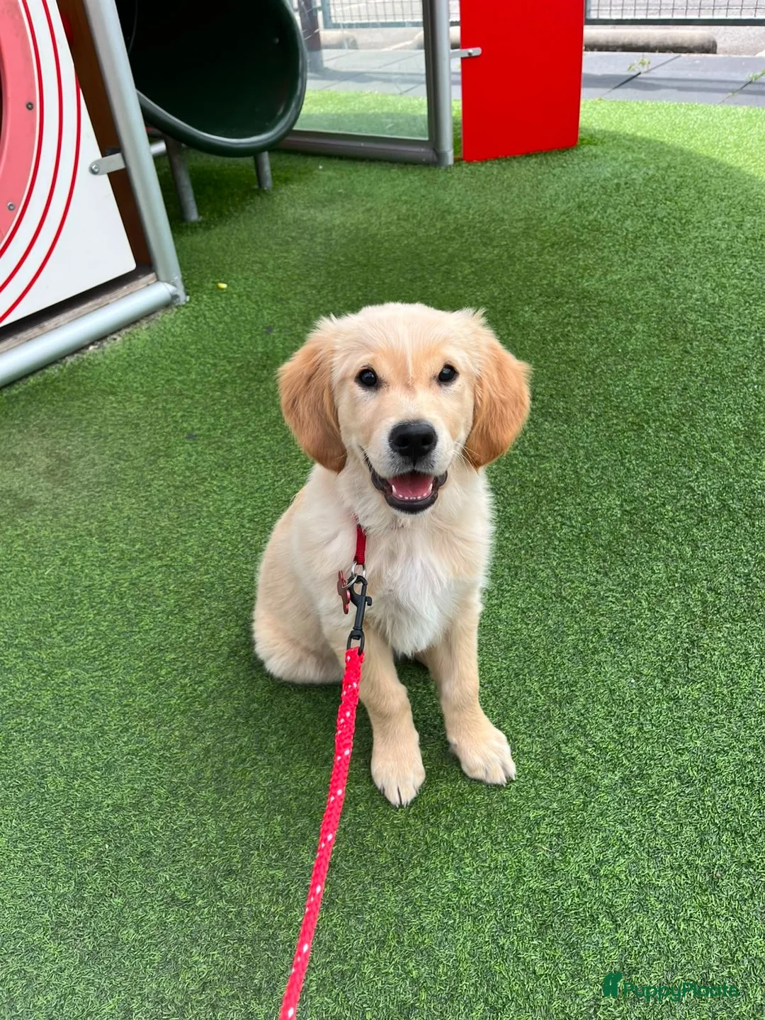 Golden Retriever honden te koop: Lieve puppy Bella (11 wkn) zoekt warm, lief thuis - Advertentie 1