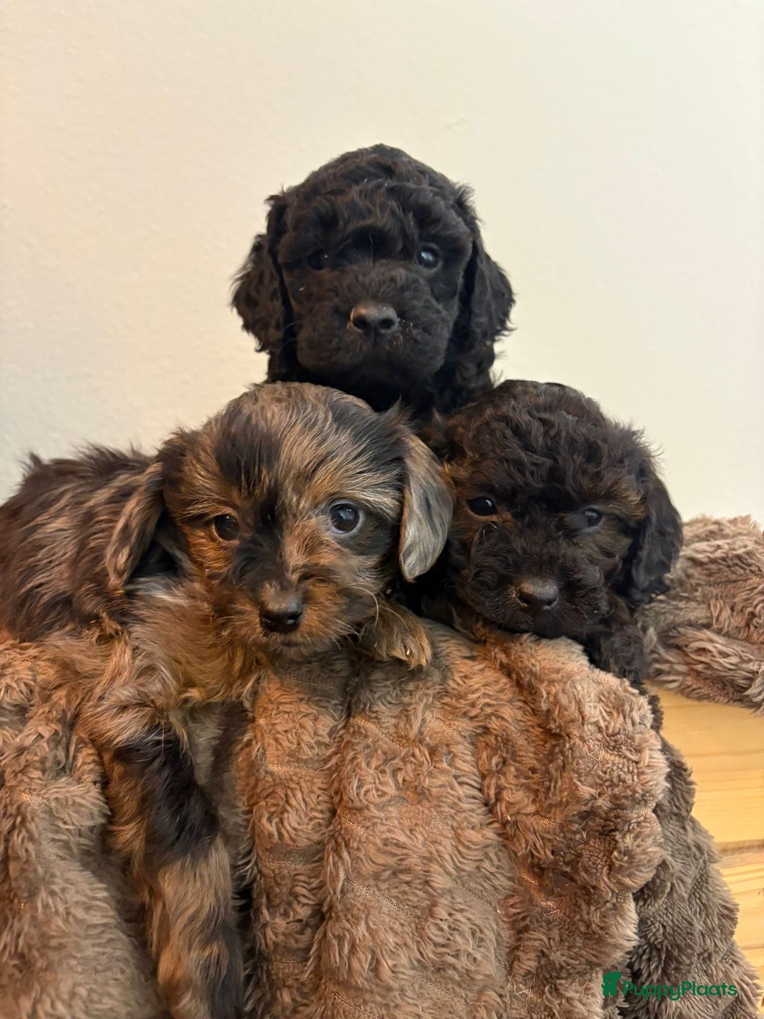 Maltipoo honden te koop: Maltipoo mini pup - Advertentie 8