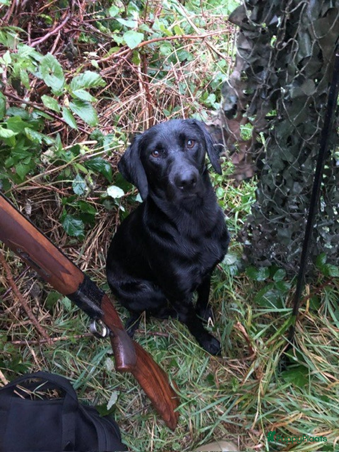 Labrador Retriever honden te koop: Fieldtrial werklijn labrador pups - Advertentie 6