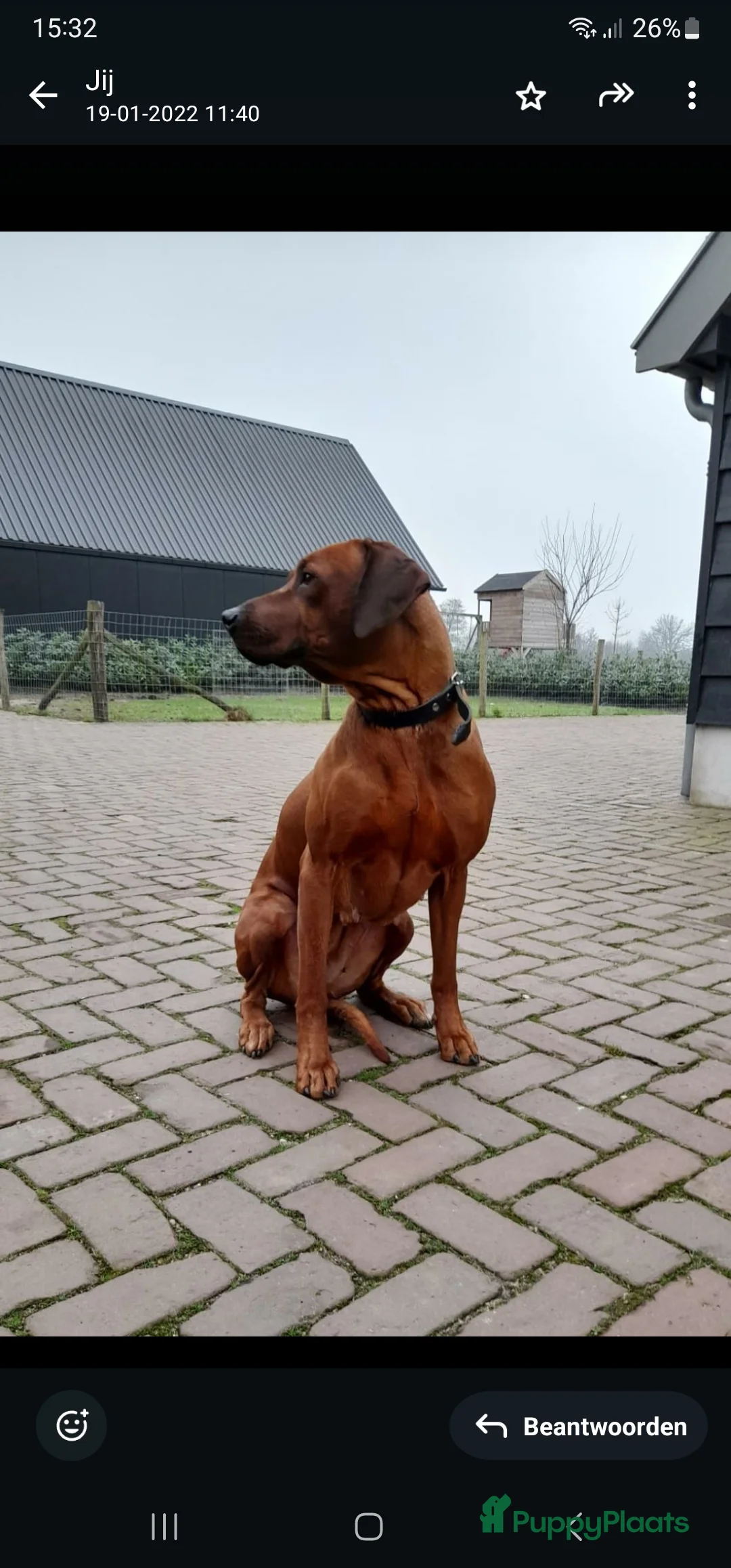 Rhodesian Ridgeback honden te koop: Rhodesian Ridgeback pups  - Advertentie 22