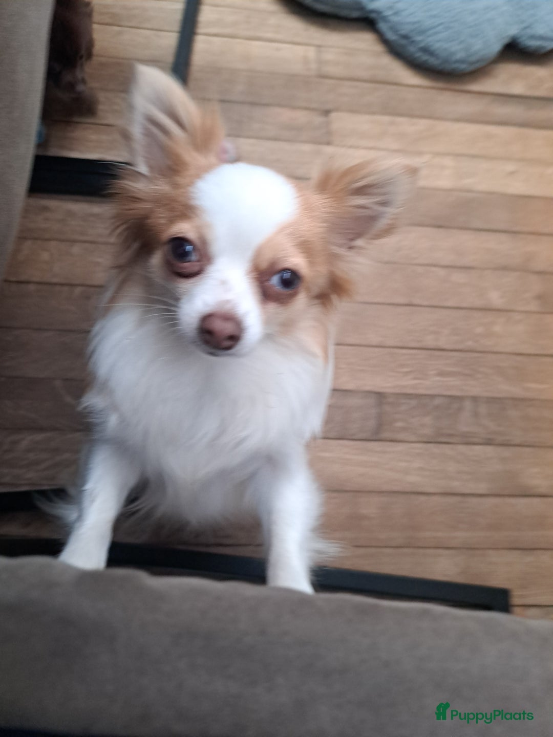 Pomchi honden te koop: Mooie pomchi puppy's - Afbeelding 6