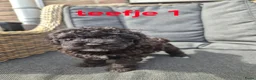 Poedel Toy honden te koop: Toypoedel x kleine Dwerg pups - Advertentie 3