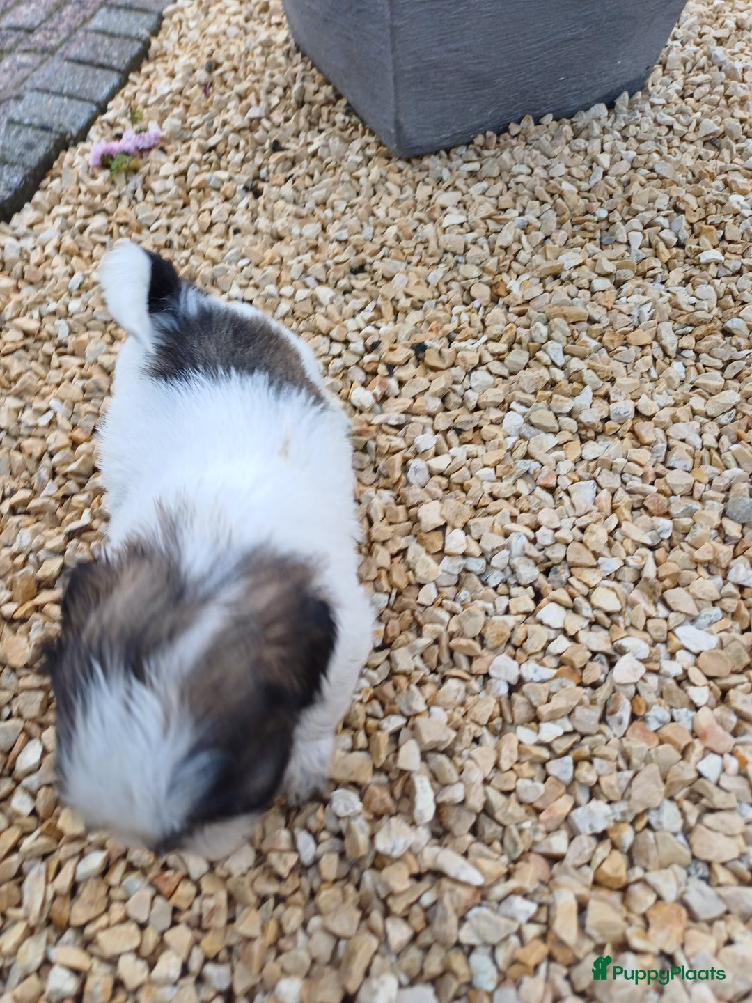 Shih Tzu honden te koop: leuke lieve ras zuiver shih tzu pups - Advertentie 14