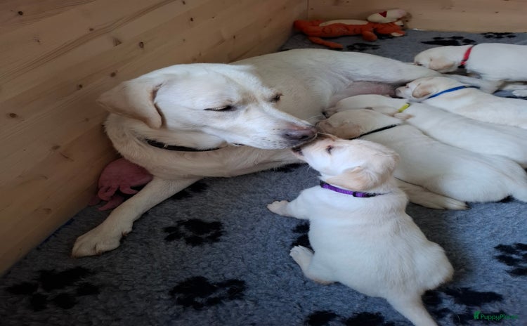 Labrador Retriever honden Blonde labrador puppy's te koop  - Advertentie 2