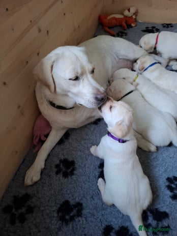 Labrador Retriever honden Blonde labrador puppy's te koop - Advertentie 2