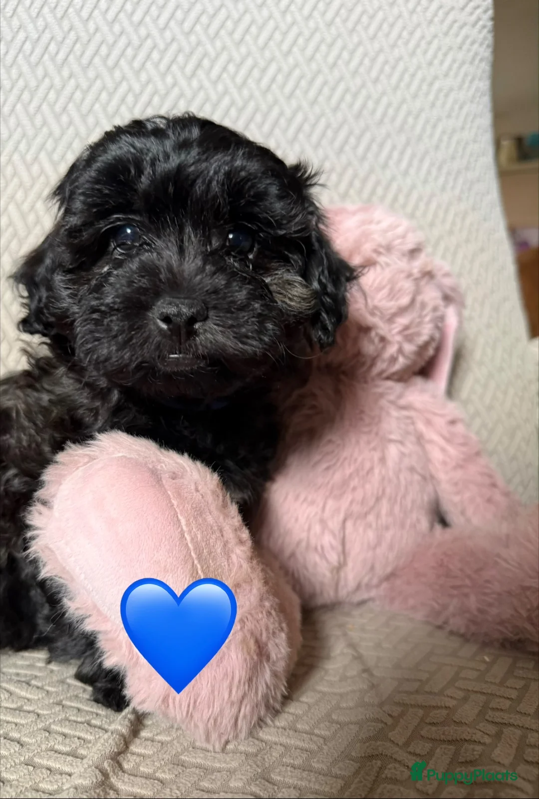 Shihpoo honden te koop: Shihpoo’s 💛Gouden mandjes gezocht 💛 - Advertentie 11