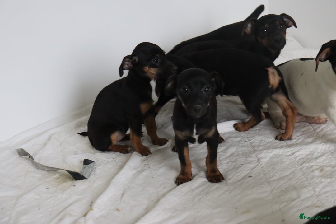 Jack Russel Terriër honden te koop: lieve Jack Russel pups  - Advertentie 11