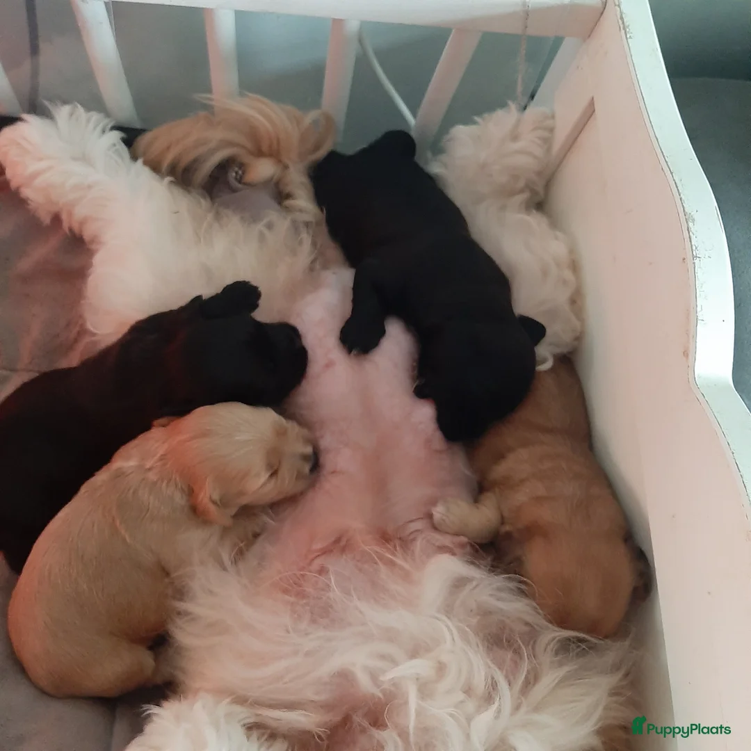 Havanezer honden te koop: Super mooie gezonde Havanezerpups met fci stamboom - Advertentie 2