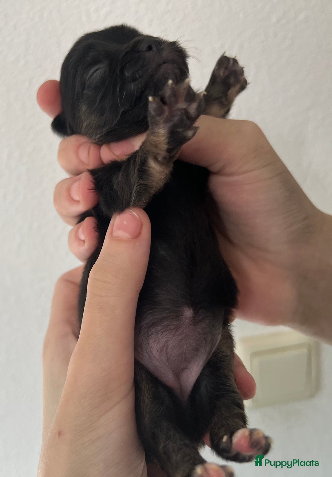 Chihuahua honden te koop: Mooie en lieve langhaar chihuahua. - Advertentie 11