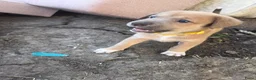 Kruising honden te koop: Nog 3 pups beschikbaar  in Sint Jacobiparochie - Advertentie 8