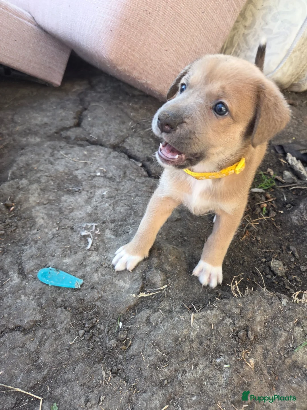 Kruising honden te koop: Nog 3 pups beschikbaar  in Sint Jacobiparochie - Advertentie 8