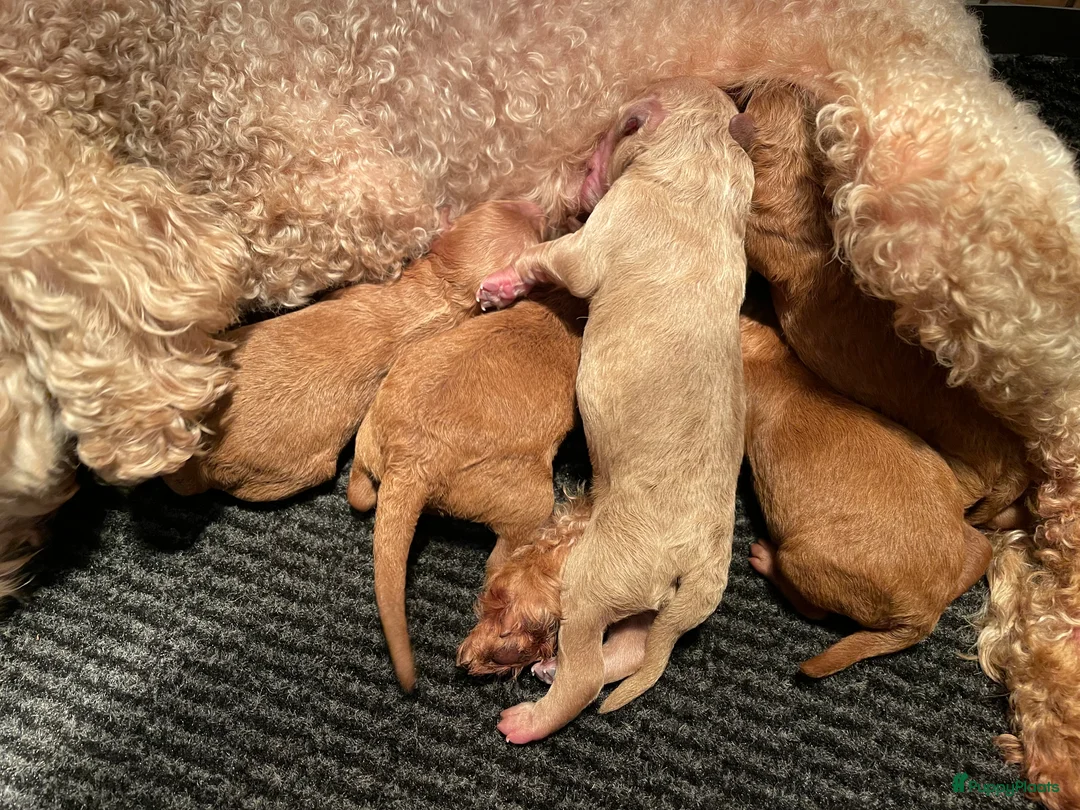 Poedel Toy honden te koop: Toy poedel pups - Advertentie 2