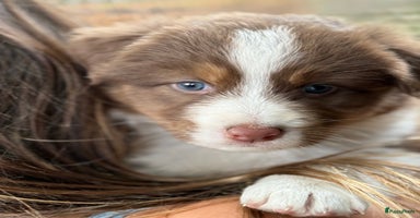 Australian Shepherd honden - Advertentie 15