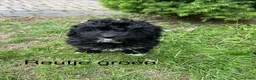Maltipoo honden te koop: Maltipoo  - Advertentie 8