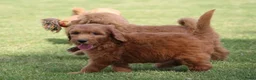 Goldendoodle honden te koop: Mooie Goldendoodle pups - Advertentie 10