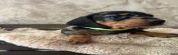 Teckel (korthaar)  honden te koop: Prachtige dwerg teckels  - Advertentie 2