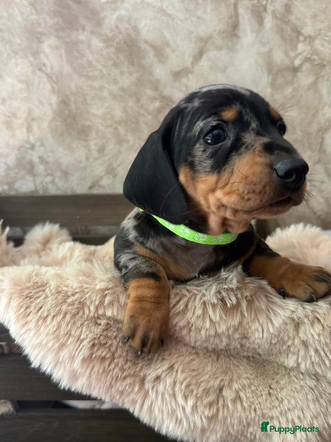 Teckel (korthaar)  honden te koop: Prachtige dwerg teckels  - Advertentie 2