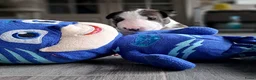 Bull Terriër honden te koop: Standaard bull terriër uit gekeurde ouders met fci - Advertentie 4