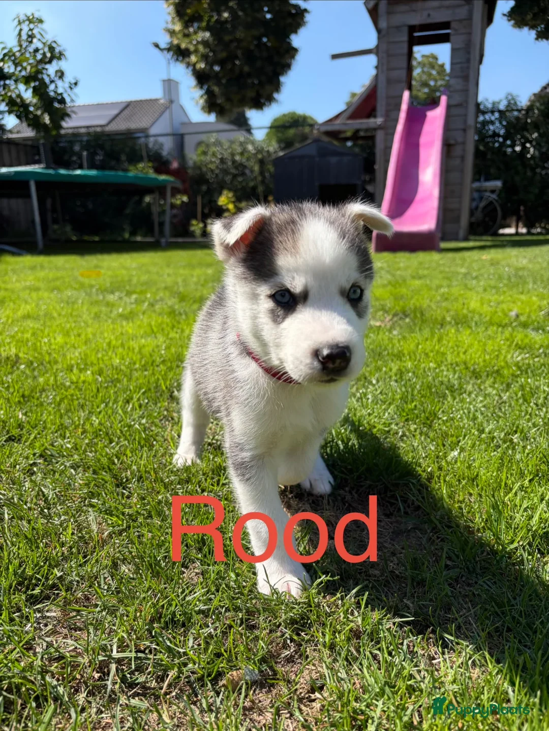 Kruising honden te koop: Husky pups - Advertentie 12
