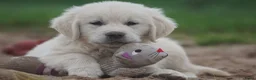 Golden Retriever honden te koop: Golden Retriever Pups met Stamboom. - Advertentie 4