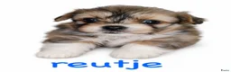 Shih Tzu honden te koop: Shihtzu  - Advertentie 3