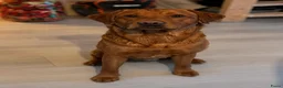 Labrador Retriever honden te koop: Super leuke labrador pups! - Advertentie 20