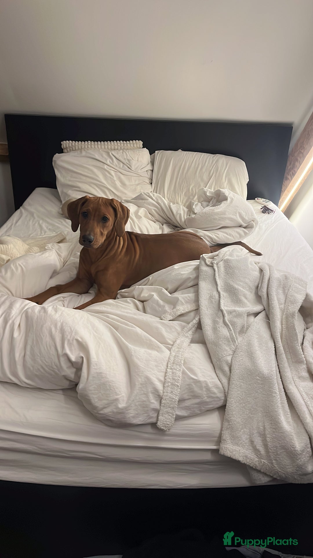 Rhodesian Ridgeback honden te koop: Rhodesian Ridgeback 7 reutjes geboren - Advertentie 9