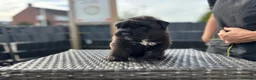 Bouvier des Flandres honden te koop: 4 bouvier reutjes beschikbaar  - Advertentie 5