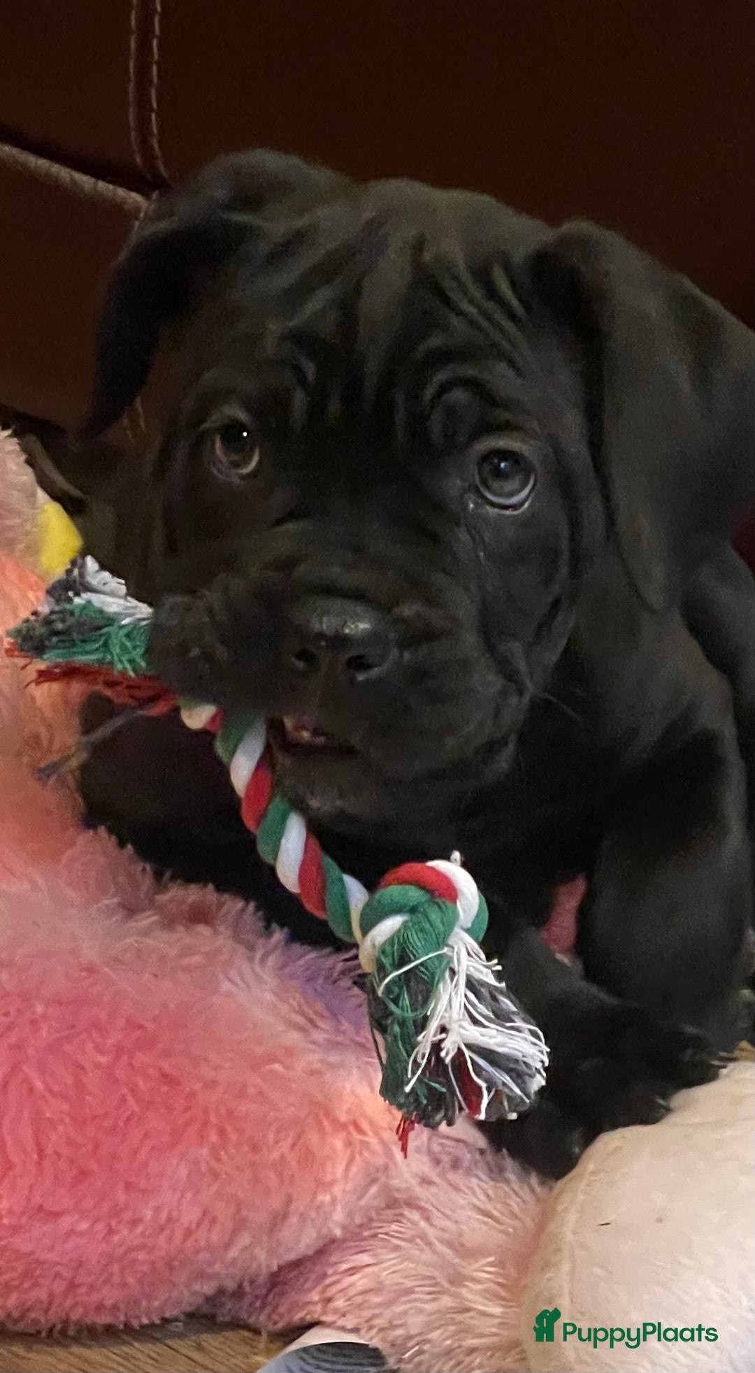 Cane Corso honden te koop: Te koop zwarte Cane corso pups met FCI stamboom  - Advertentie 7
