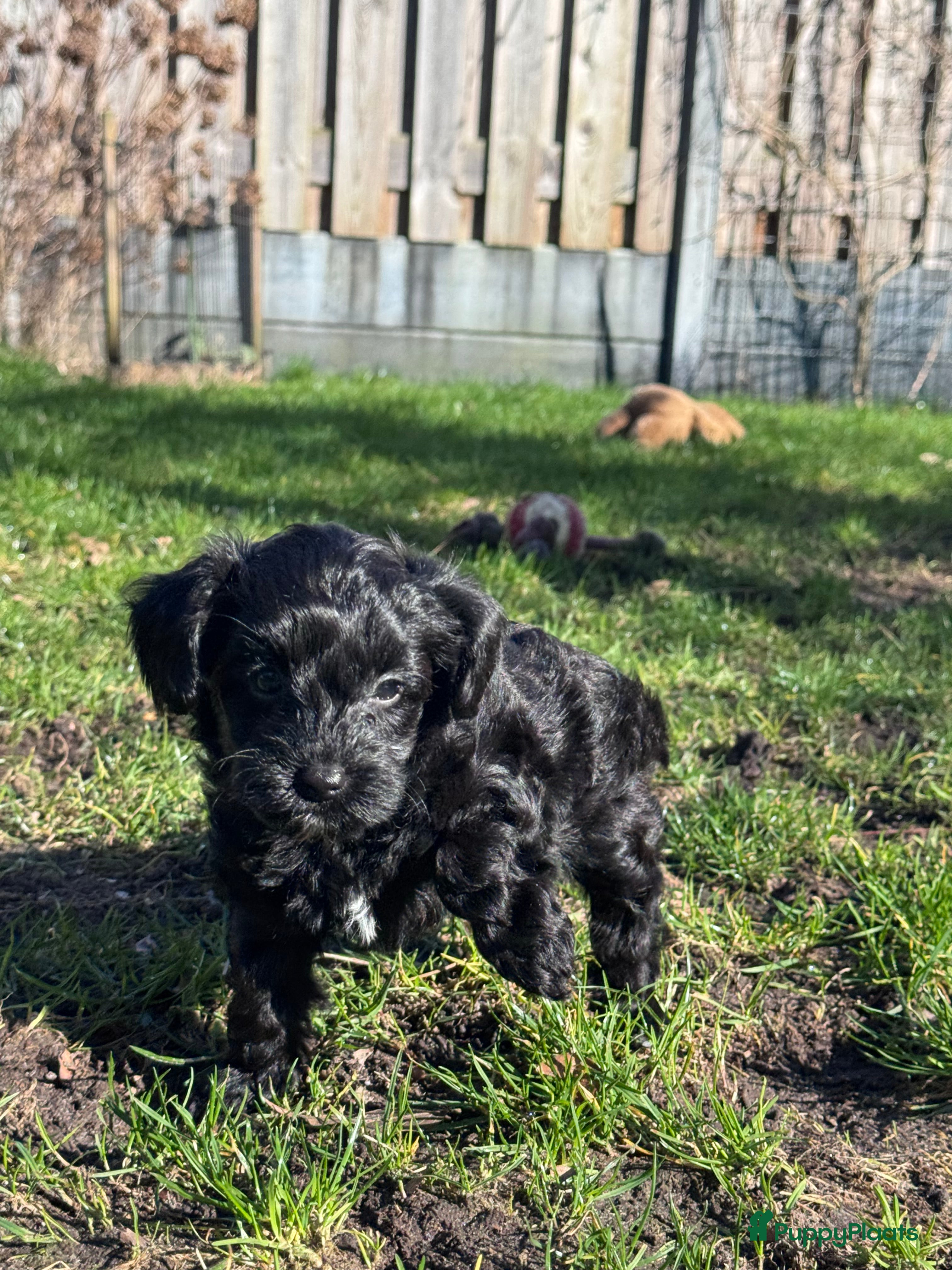 Yorkshire Terriër honden Yorkshire puppy's kruising te koop - Advertentie 4