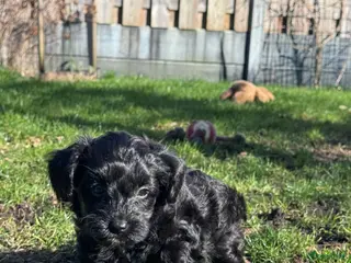 Yorkshire Terriër honden Yorkshire puppy's kruising te koop - Advertentie 2