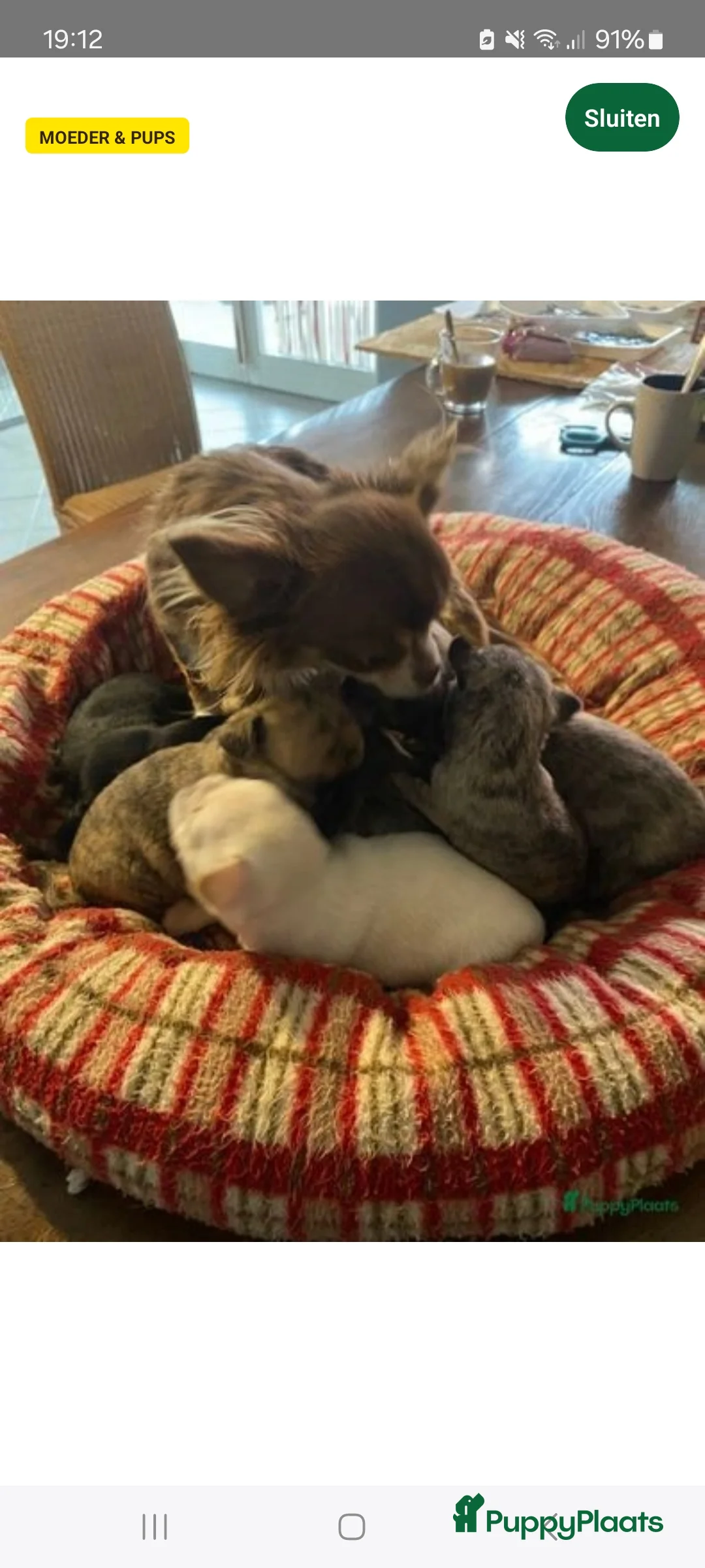 Chihuahua honden te koop: Knap wildkleur chihuahua teefje - Advertentie 2