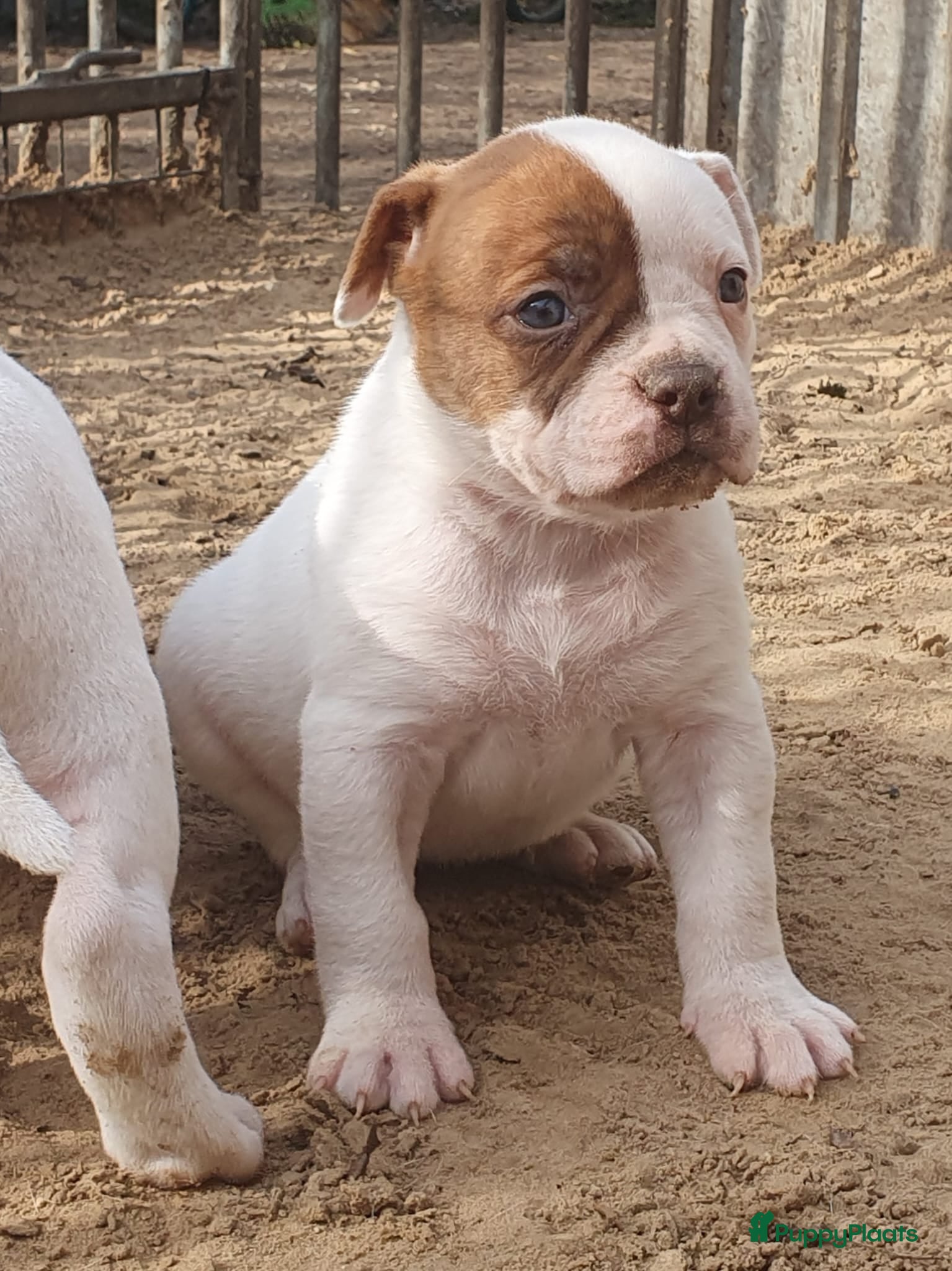Amerikaanse Bulldog honden Prachtige Amerikaanse bulldog pups met stamboom - Advertentie 2