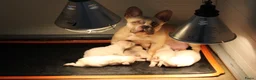 Franse Bulldog honden te koop: Franse Bulldog pups met stamboom mogen mee - Advertentie 2