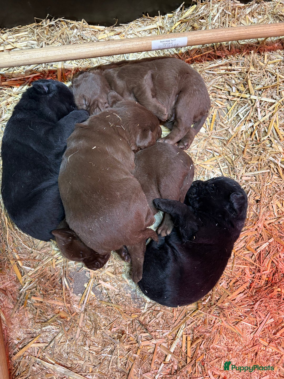 Labrador Retriever honden te koop: Nog 1 Lievebruine labrador pup te koop - Advertentie 11