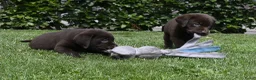 Labrador Retriever honden te koop: Chocolade bruine labrador pups met stamboom ! - Advertentie 29