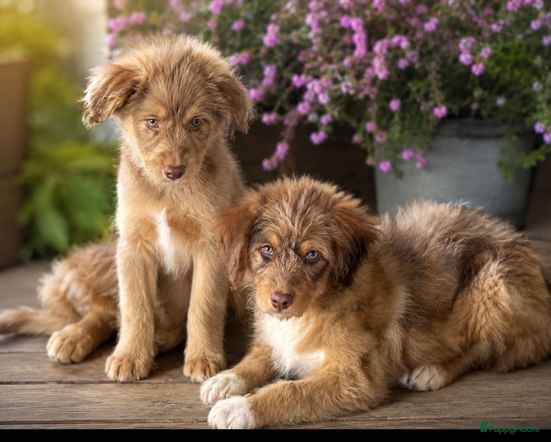 Kruising honden te koop: Miniature australian doodles  - Advertentie 1