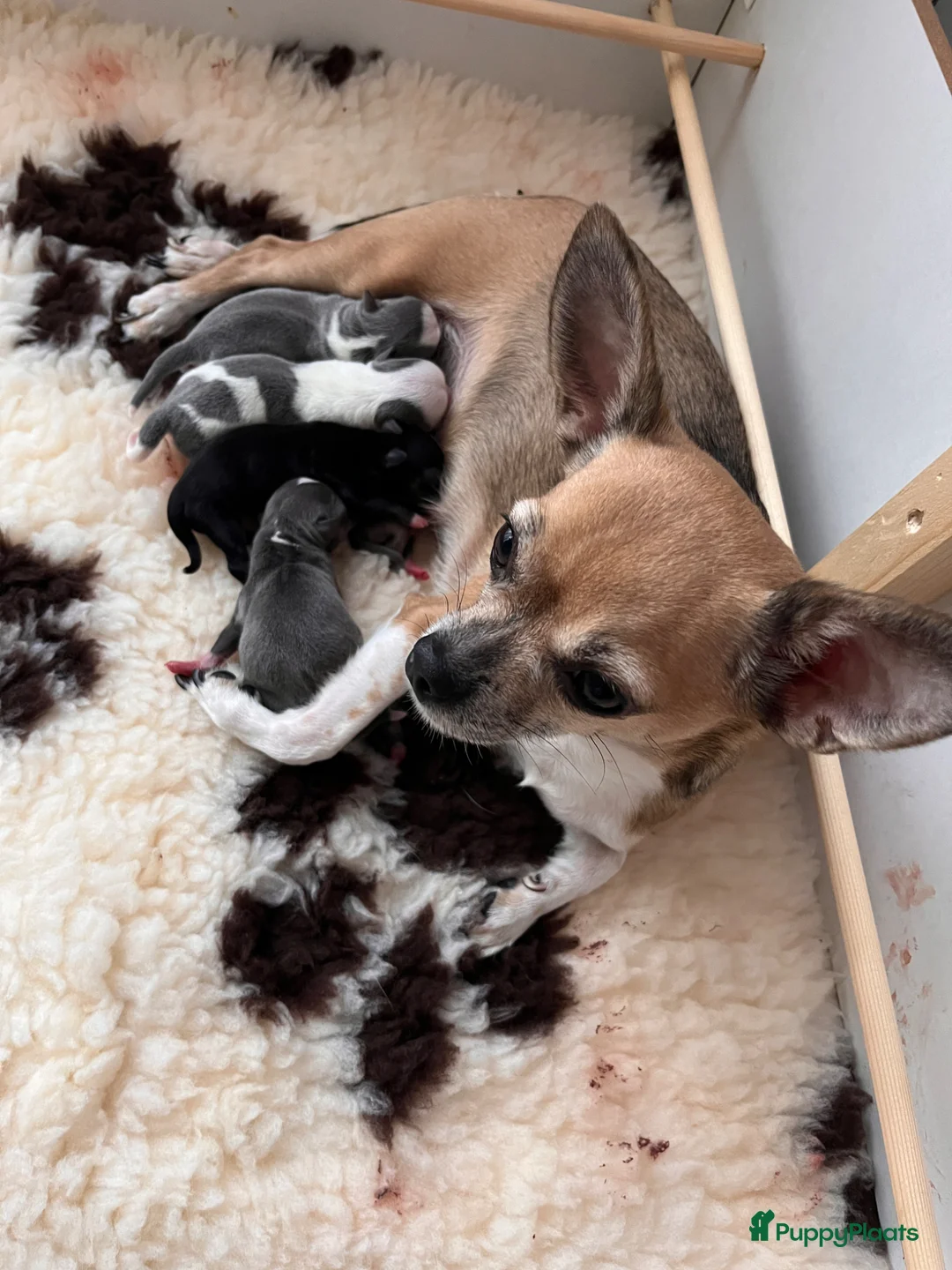 Chihuahua honden te koop: Lieve Chihuahua pups zoeken hun gouden mandje 🐾 - Advertentie 2