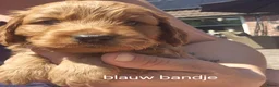 Cockapoo honden te koop: Cockapoo pups geweldig mooie❤️ - Advertentie 3