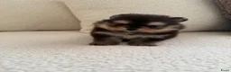 Pomeriaan honden te koop: Pomeranian pomeriaan pups  - Advertentie 17