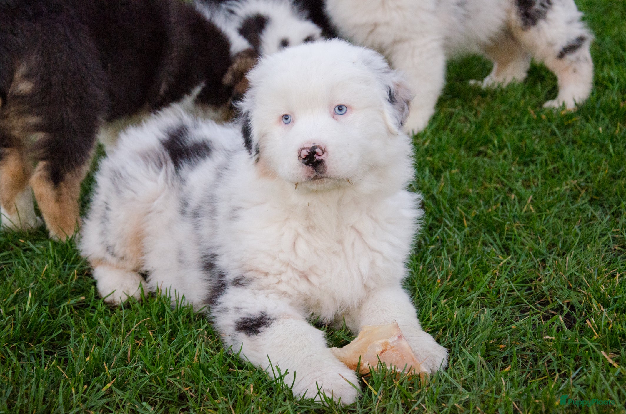 Australian Shepherd honden Australische herder pups geboren op boerderij (BE) - Advertentie 1