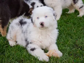 Australian Shepherd honden Australische herder pups geboren op boerderij (BE) - Advertentie 3