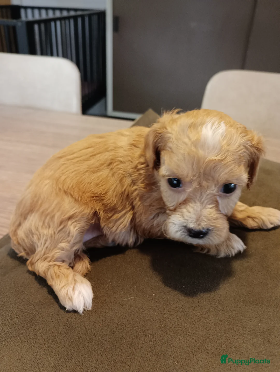 Maltipoo honden te koop: Maltipoo pups beschikbaar  - Advertentie 6