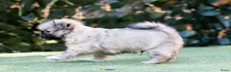 Tibetaanse Spaniel honden te koop: Tibetaanse spaniel pup reu met stamboom - Advertentie 4