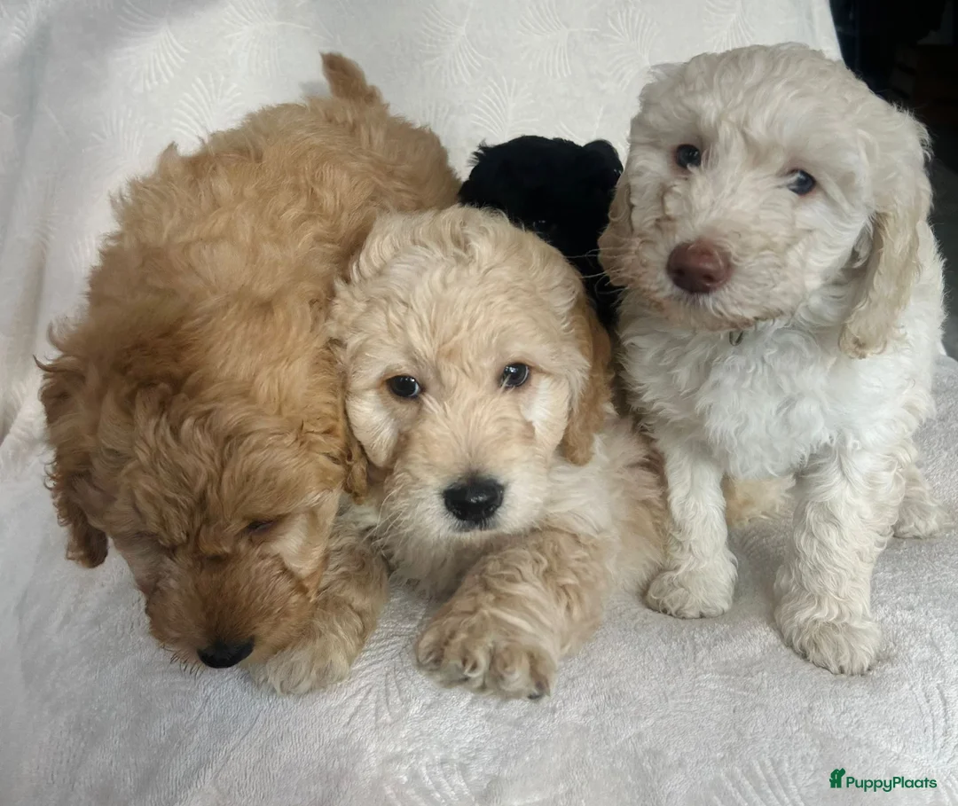 Labradoodle honden te koop: Labradoodle puppy's - Advertentie 1