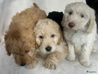 Labradoodle honden Labradoodle puppy's - Advertentie 1