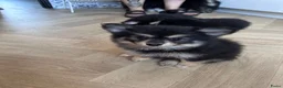 Pomsky honden te koop: 6 pomskys - Advertentie 22