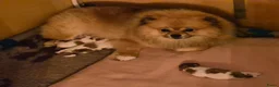 Pomeriaan honden te koop: 3 bonte pups geboren. - Advertentie 5