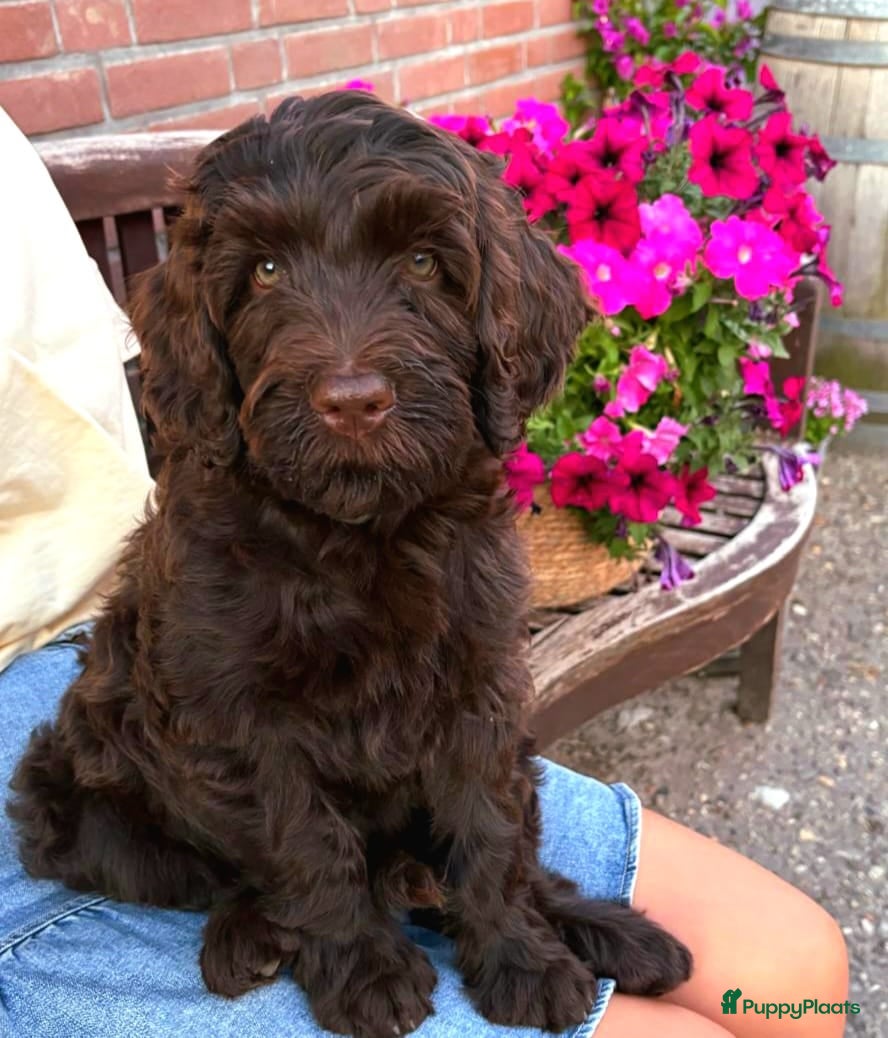 Labradoodle honden Labradoodles F4 bruin  - Advertentie 2